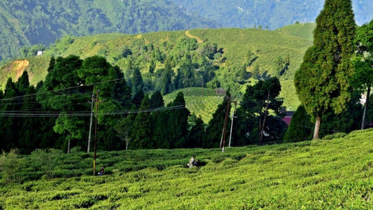 Happy Valley Tea Estate
