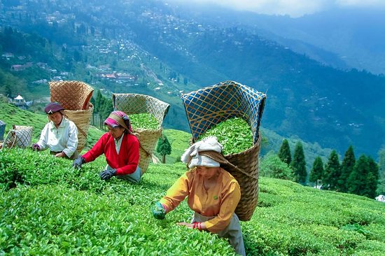 Darjeeling Tourism